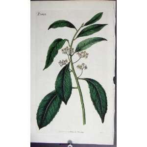    Curtis H/C Botanical Print 1829 Plate *2043: Home & Kitchen