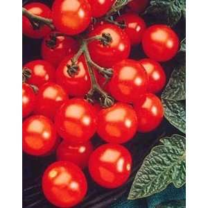  Husky Cherry Red Tomato 48 Plants   Bursting With Flavor 