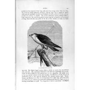  BLACK WINGED KITE BIRD PREY NATURAL HISTORY 1895 PRINT 