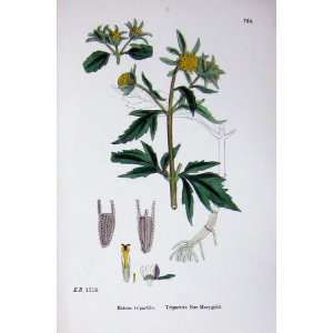   : Botany Plants C1902 Tripartite Bur Marigold Bidens: Home & Kitchen
