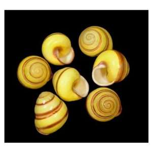 LOT of 50 Yellow and Brown Striped Landsnail Shellls Wedding Decor