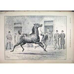  1895 Horse Sale Man Leading Running Stable Old Print: Home 