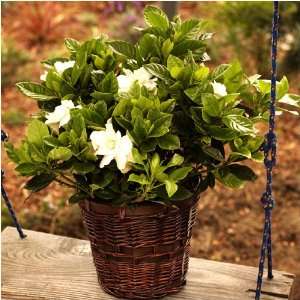 Fragrant Gardenia   Beautiful Blooming Grocery & Gourmet Food