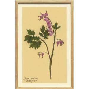  Bleeding Heart Wildflower Print