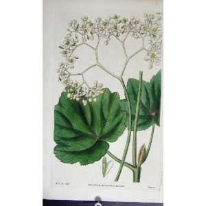    Curtis H/C Botanical Print 1833 Plate *3225: Home & Kitchen