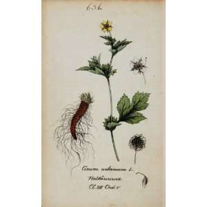  1826 Geum Urbanum Herb Bennet Avens Botanical Print   Hand 