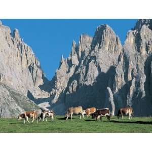  Cattle Grazing in a Field, Dell Alpe Did Siusi, Alto Adige 