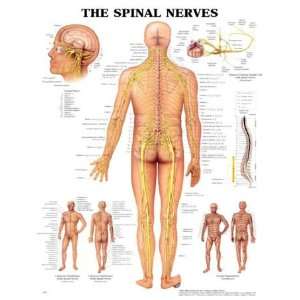  Spinal Nerves Anatomical Chart Plastic Styrene: Industrial 
