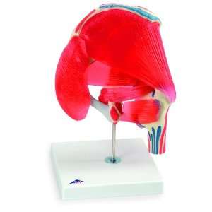 3B Scientific A881 7 Part Hip Joint Model with Removable Muscle, 7.1 