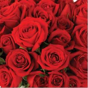 Send Fresh Cut Flowers   500 Red Roses Wholesale:  Grocery 