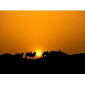  Camel Caravan Silhouette at Dawn, Silk Road, China Premium 