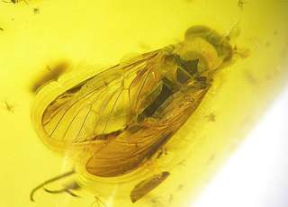 Great large fly fossil insect inclusion in Baltic amber  