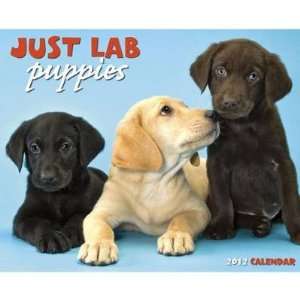  Just Lab Puppies 2012 Wall Calendar: Office Products