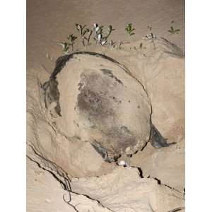  Loggerhead Turtle (Caretta Caretta), Laying Eggs at Night, Banga 