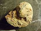 Fossil Nautilus Ancient Rare Stone Over 300 Million Yea