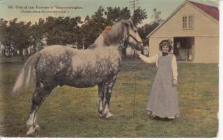 1912 PERCHERON DRAFT HORSE POSTCARD AND COUNTRY GIRL  