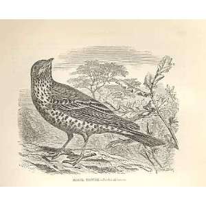  Missel Thrush 1862 WoodS Natural History Birds: Home 