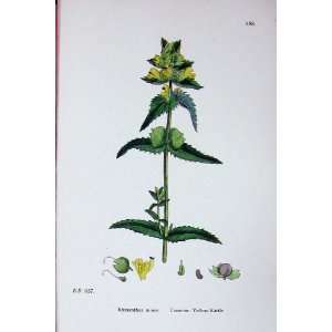  Common Yellow Rattle Rhinanthus Sowerby Plants C1902: Home 