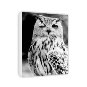  Winking Owl   Canvas   Medium   30x45cm