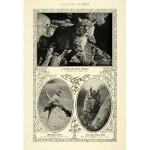 1906 Print Rocky Mountain Wildcat & Mourning Dove & Owl 