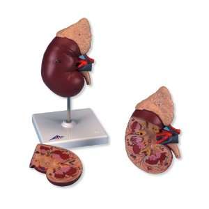    3B Scientific Kidney with Adrenal Gland