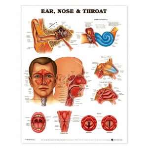  Ear, Nose + Throat Chart Styrene Plastic Industrial 
