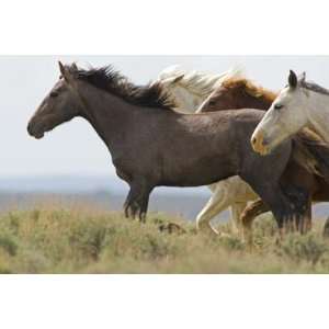  Wild Horses Running, Carbon County, Wyoming, USA by Cathy 