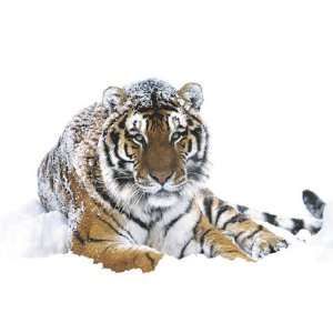  HUGE LAMINATED / ENCAPSULATED Siberian Tiger Snow Wildlife 