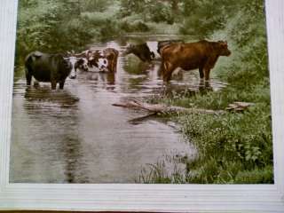 1900 Color Print of Four Cows in a River  