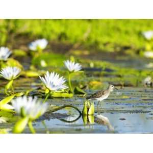  Wood Sandpiper in Wetland with Blue Water Lilies, Northern 