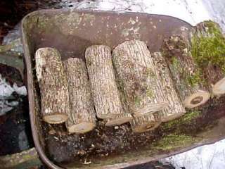 Oregon White Oak Logs For Growing Mushrooms Shittake Oyster Maitake 