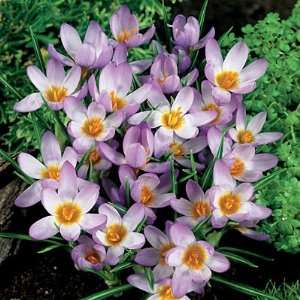  Wild Crocus Bulbs Violet Queen Patio, Lawn & Garden