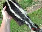 Skunk pelt nice clean tanned wild hide/skin/fur professionally dressed 