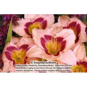  Daylily Wineberry Candy   1 bare root plant   2/3 fan 