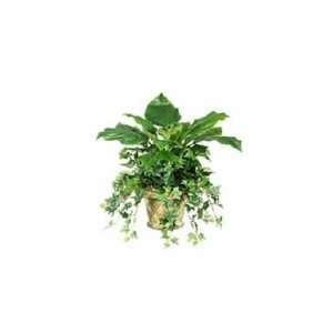  Silk Artificial Mixed Hosta Plant in Decor Planter   20 in 