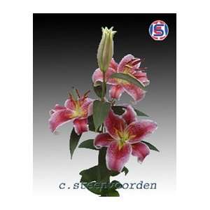 Oriental Lilies Stargazer 50 Flowers Grocery & Gourmet Food