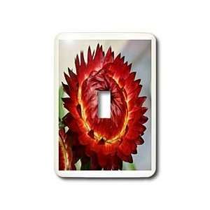 SmudgeArt Photography Art Designs   Red Strawflower   Light Switch 