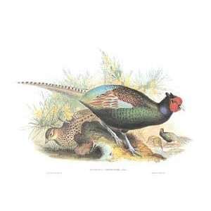  John Gould   Pheasant Versicolor