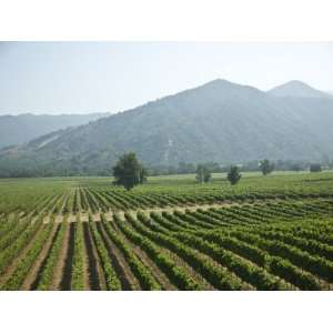  Casa Blanca Valley, Wine Growing Region West of Santiago, Chile 