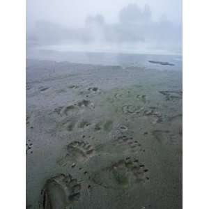  A bird and a brown bear left prints in the mud at a hot 