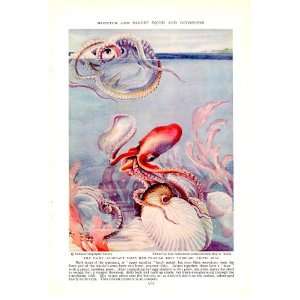  1935 Argonaut Paper Nautilus   Roy W. Miner Vintage Print 