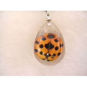  Real Lady Bug Lucite Charm for Cell Phone 