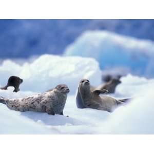 com South Sawyer Glacier Harbor Seals on Icebergs, Tracy Arm, Inside 