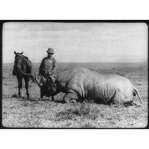   Theodore Roosevelt in Africa,dead rhino,horse,c1909