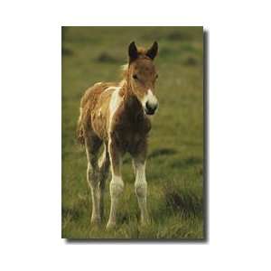  Wild Pony Foal Assateague Island Giclee Print