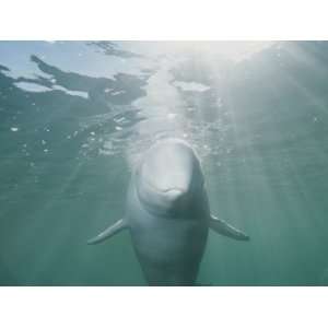  Underwater Portrait of a Beluga Whale Bathed in Rays of 