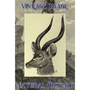   Natural History Image Head of a West African Harnessed Antelope