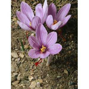 Three Lovely Saffron Crocus Blossoms Spring from the Earth, California 