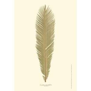  Small Sago Palm II (P)   Poster by Becky Davis (13x19 