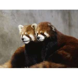  Red Pandas, Wolong Panda Reserve, China Photographic 